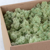 Icelandic Moss, Mint Green, 3kg
