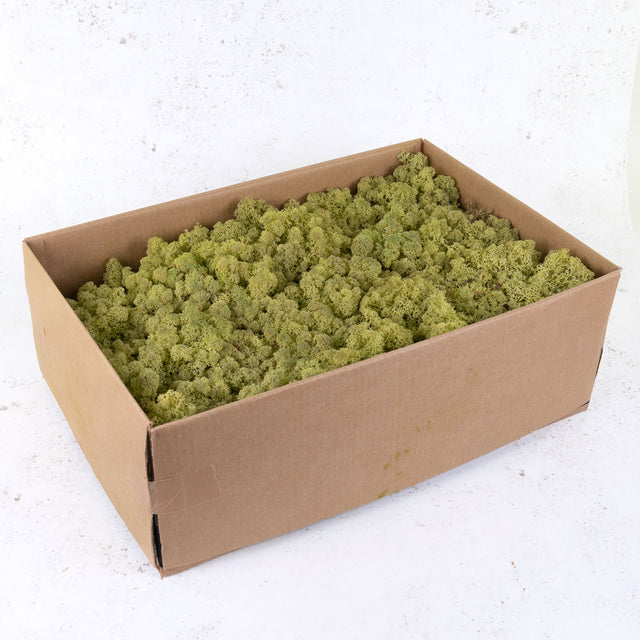 Icelandic Moss, Old Green, 3kg