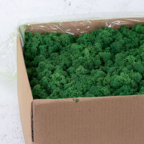 Icelandic Moss, Grass Green, 5kg