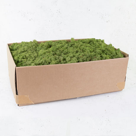 Icelandic Moss, Medium Green, 5kg