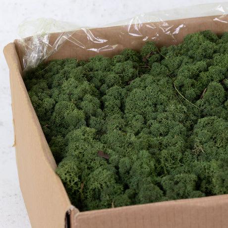 Icelandic Moss, Moss Green, 5kg