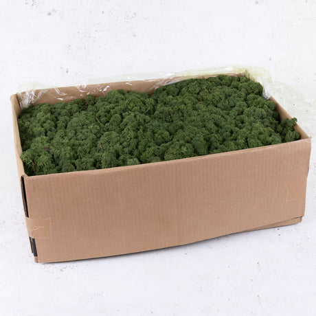 Icelandic Moss, Moss Green, 5kg