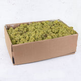 Icelandic Moss, Old Green, 5kg