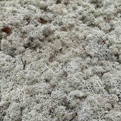 Icelandic Moss, Natural, 5kg