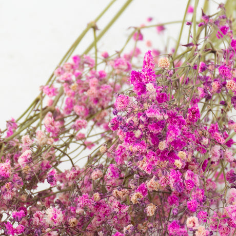 A close up of the top of a dried, cerise/pink gypsophila bunch, showing the flowers.