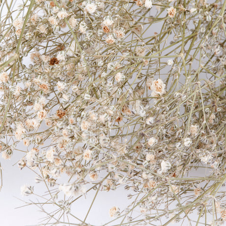 Gypsophila, Dried, Natural White, 5 Stem Bunch