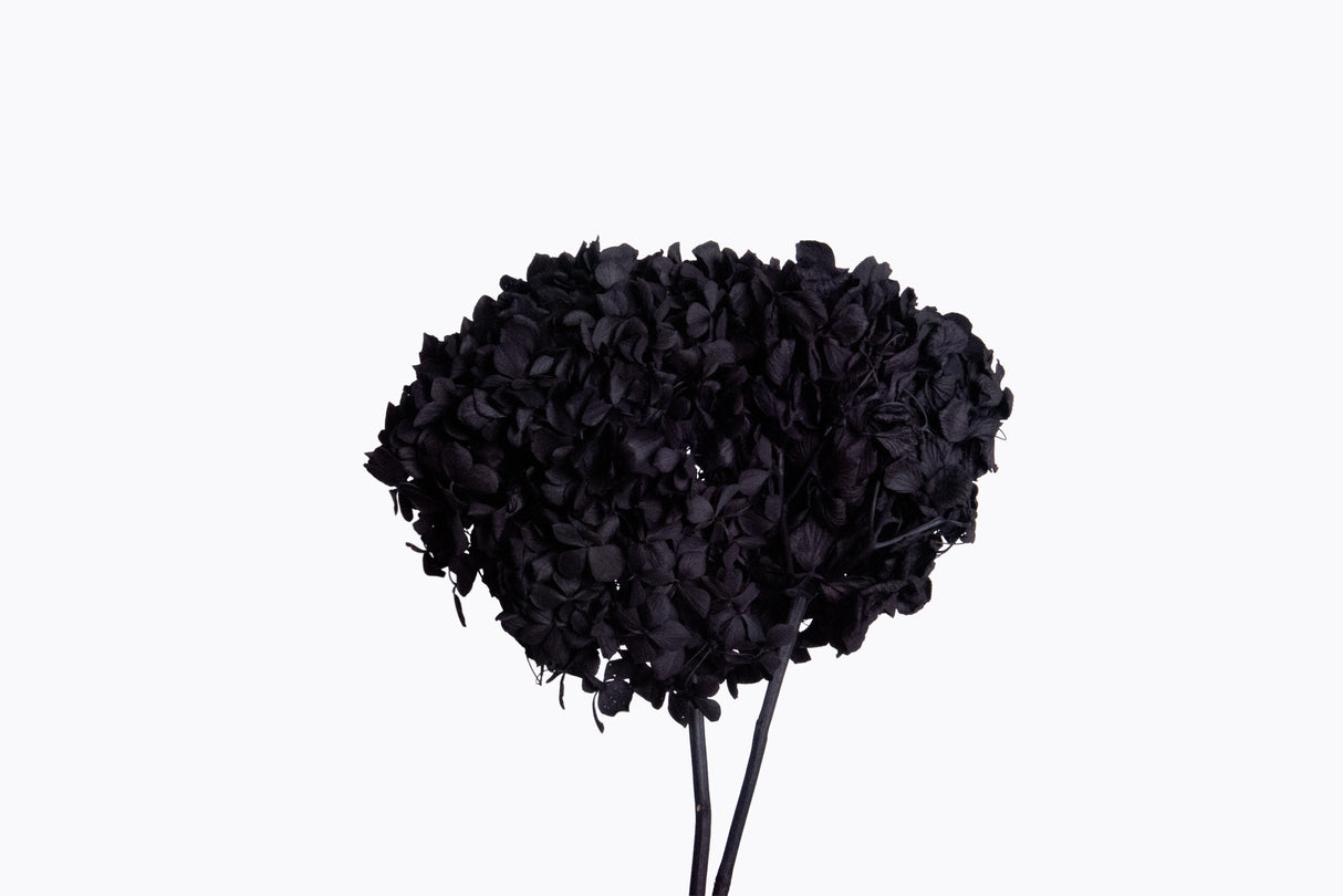 Hydrangea, (Verdissimo), Preserved, Black