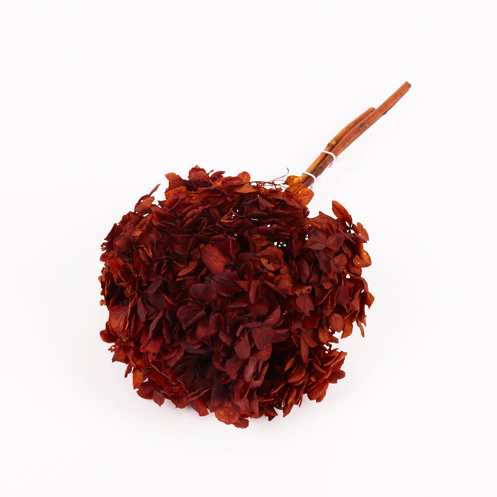 Hydrangea, (Verdissimo), Preserved, Autumn