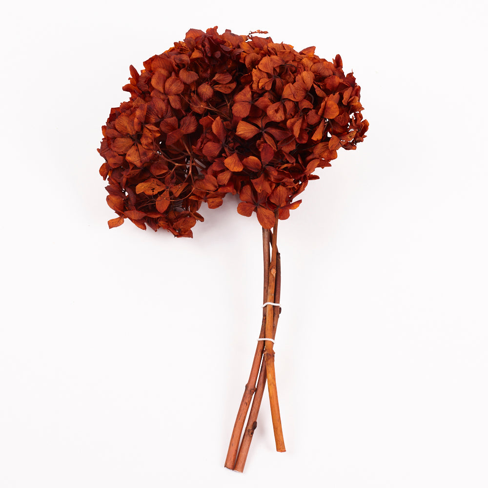 Hydrangea, (Verdissimo), Preserved, Autumn