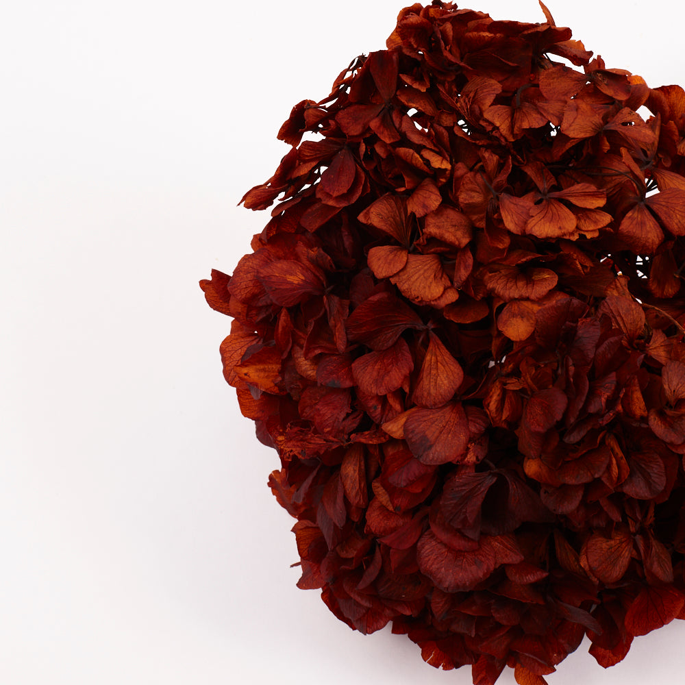 Hydrangea, (Verdissimo), Preserved, Autumn