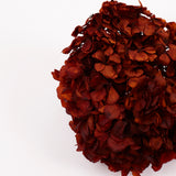 Hydrangea, (Verdissimo), Preserved, Autumn