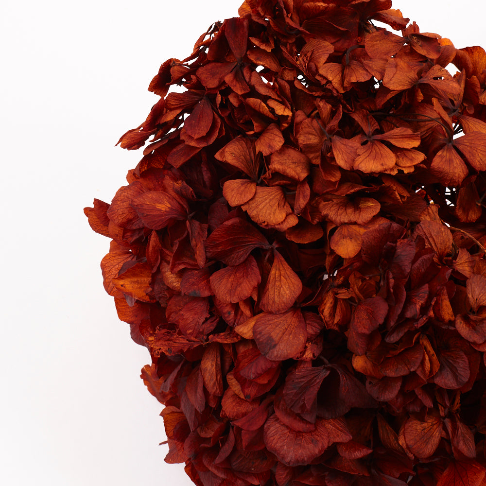 Hydrangea, (Verdissimo), Preserved, Autumn
