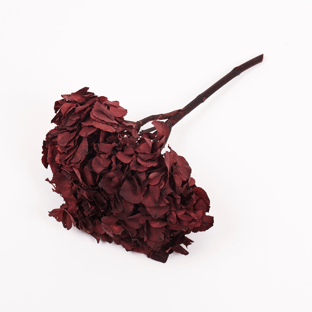 Hydrangea, (Verdissimo), Preserved, Merlot