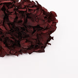 Hydrangea, (Verdissimo), Preserved, Merlot