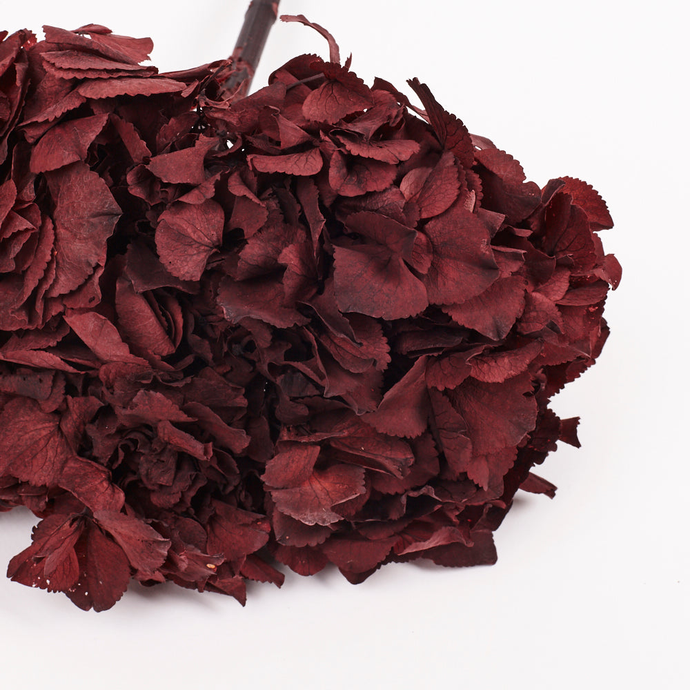 Hydrangea, (Verdissimo), Preserved, Merlot