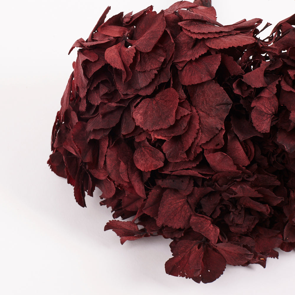 Hydrangea, (Verdissimo), Preserved, Merlot