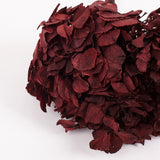 Hydrangea, (Verdissimo), Preserved, Merlot