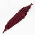 Amaranthus caudatus, Burgundy, 140g