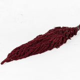 Amaranthus caudatus, Burgundy, 140g