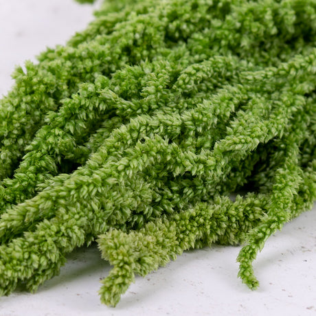 Amaranthus caudatus, Citron Green, 140g