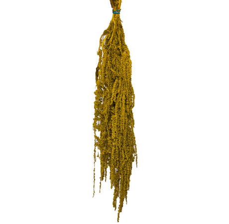 Amaranthus Caudatus (Verdissimo), Preserved, Dijon Gold, 140g