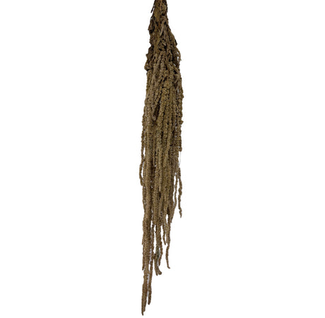 Amaranthus Caudatus (Verdissimo), Preserved, Hazelnut, 140g