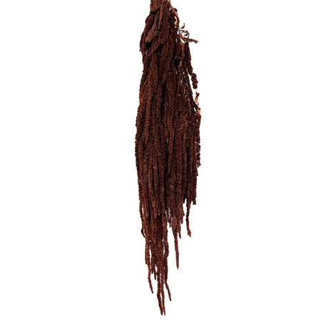 Amaranthus Caudatus (Verdissimo), Preserved, Mocha Cocoa, 140g