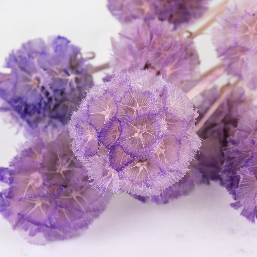 A close up of wild, dried, lilac coloured Scabious,
