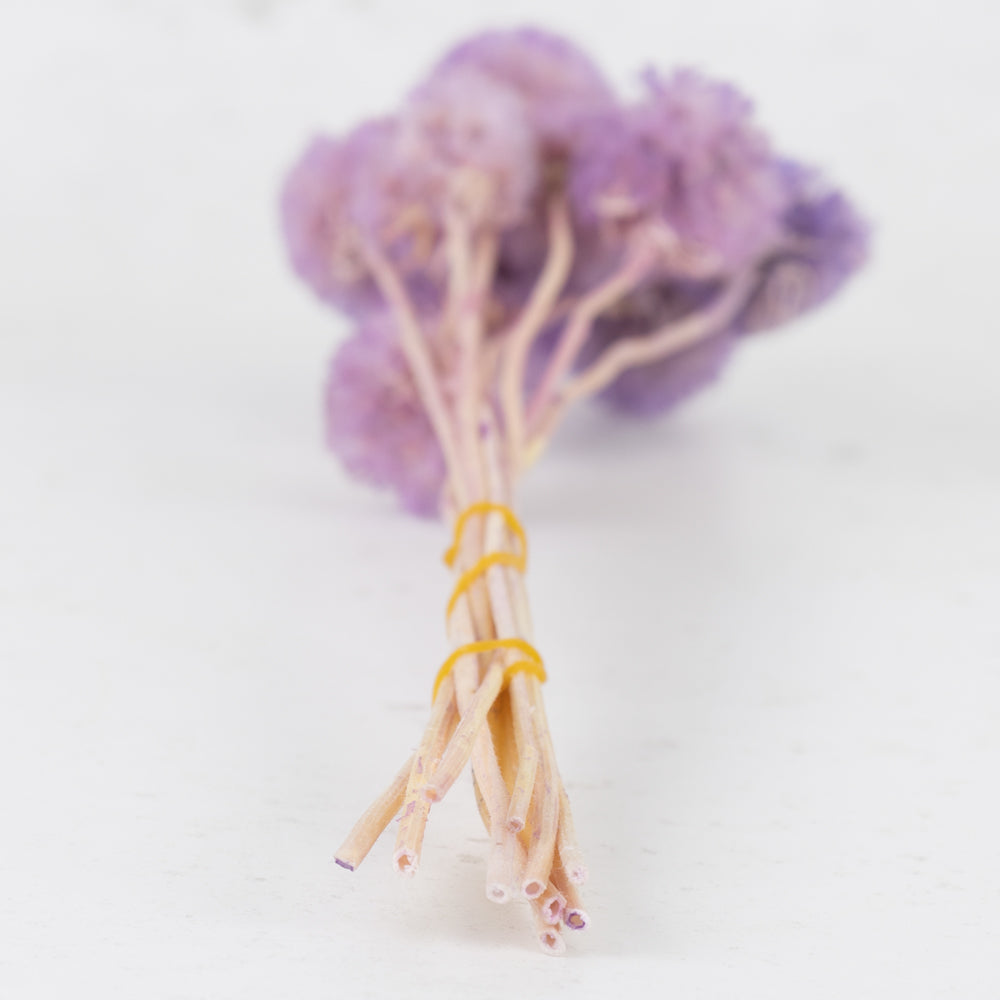 Scabiosa stellata, Preserved, Lilac, Bunch x 10