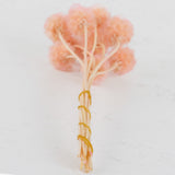 Scabiosa stellata, Preserved, Light Pink, Bunch x 10