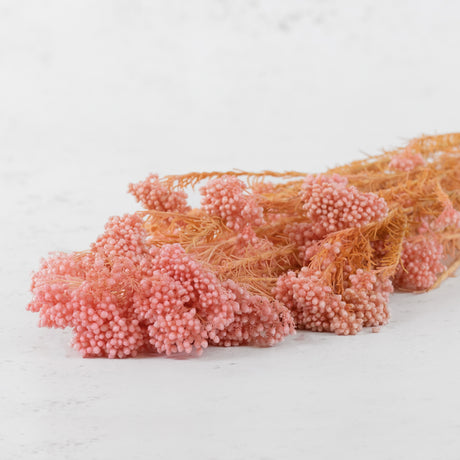 Ozothamnus, Bleached Pink, 80g