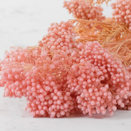 Ozothamnus, Bleached Pink, 80g