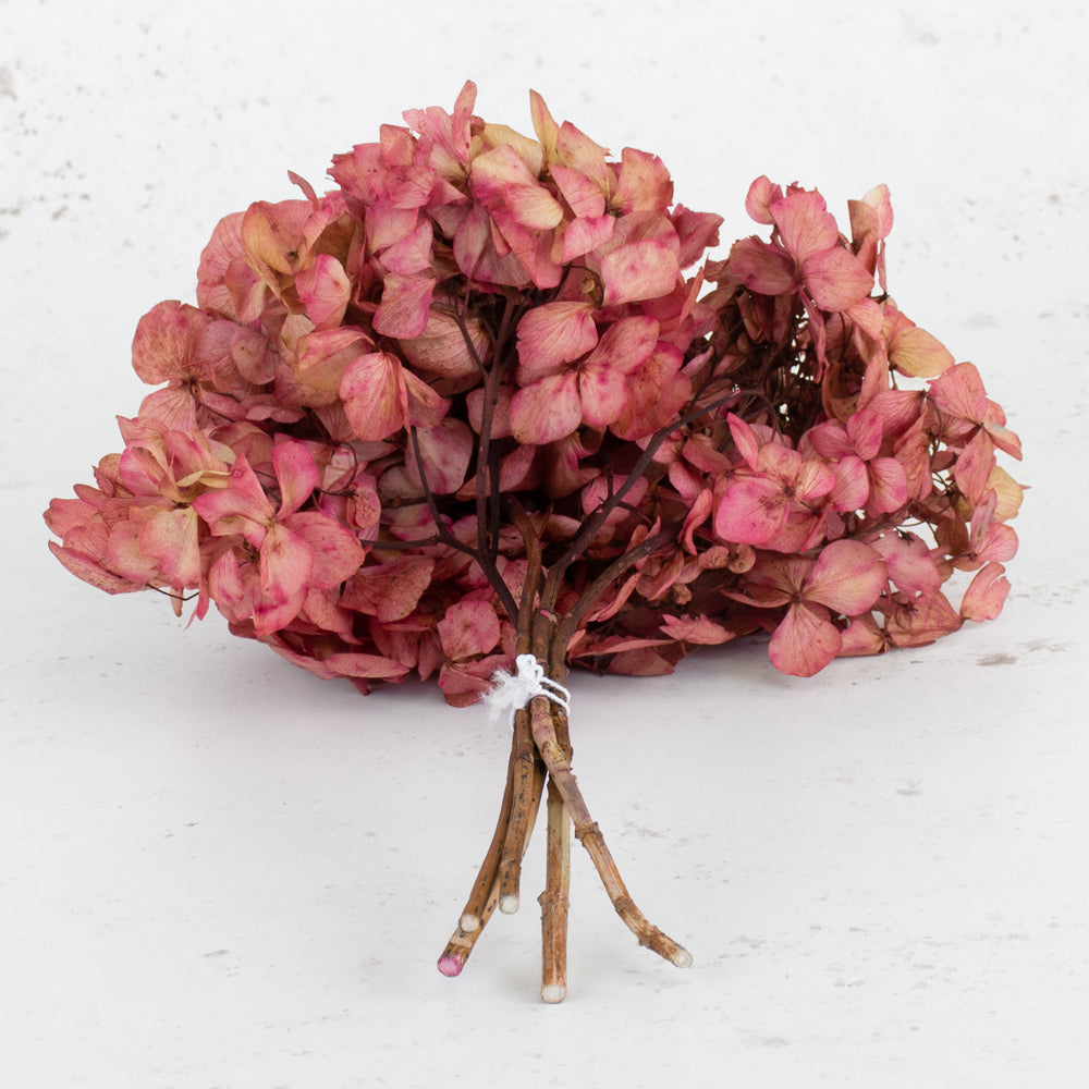 Hydrangea, Verdissimo, Preserved, Cream/Pink