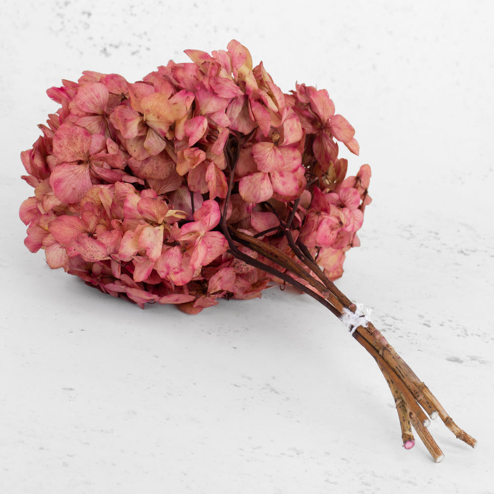 Hydrangea, Verdissimo, Preserved, Cream/Pink