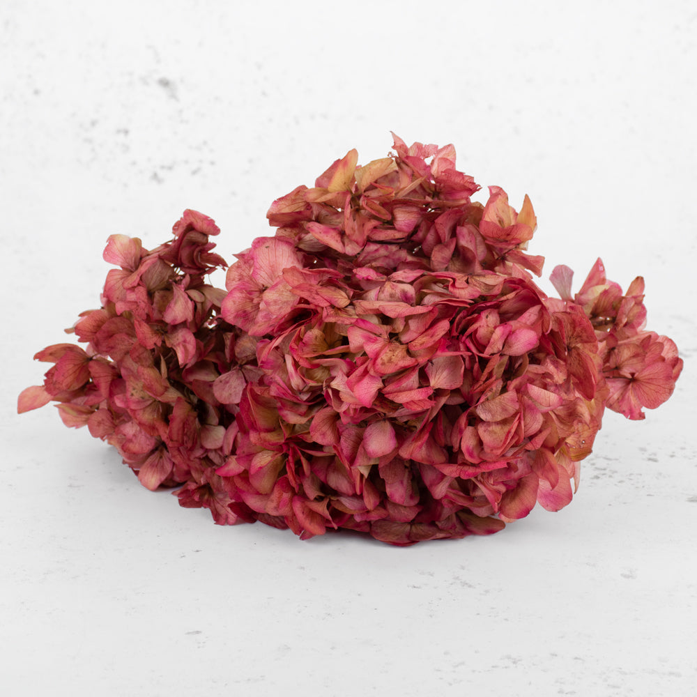 Hydrangea, Verdissimo, Preserved, Cream/Pink