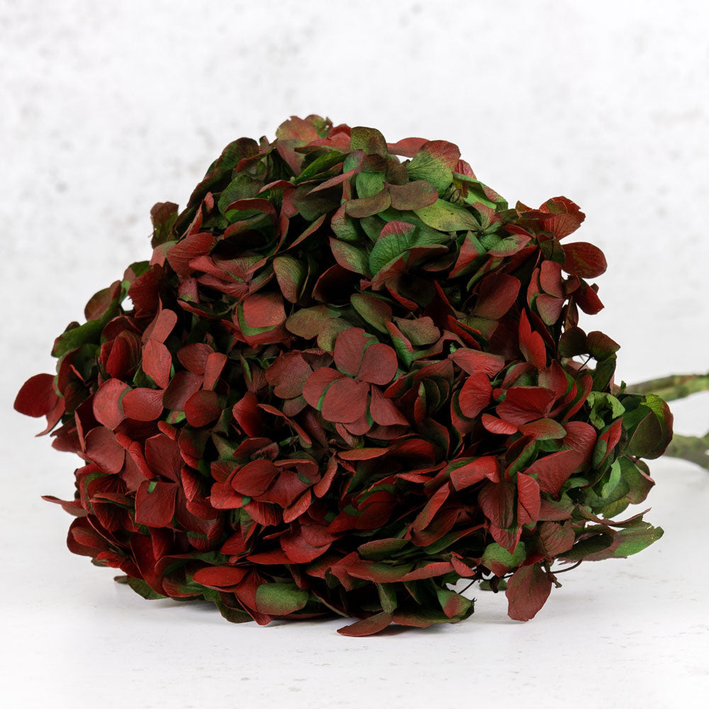 Hydrangea, Verdissimo, Preserved, Green/Red