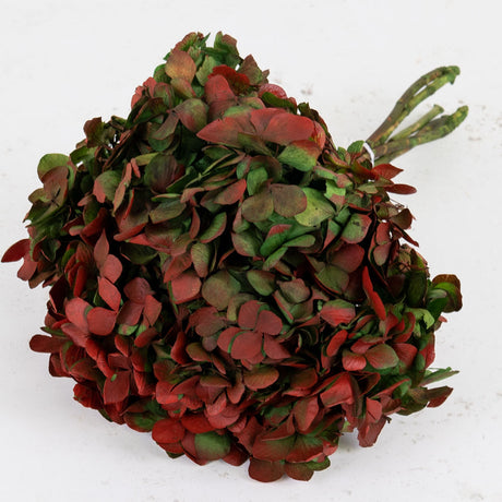 Hydrangea, Verdissimo, Preserved, Green/Red