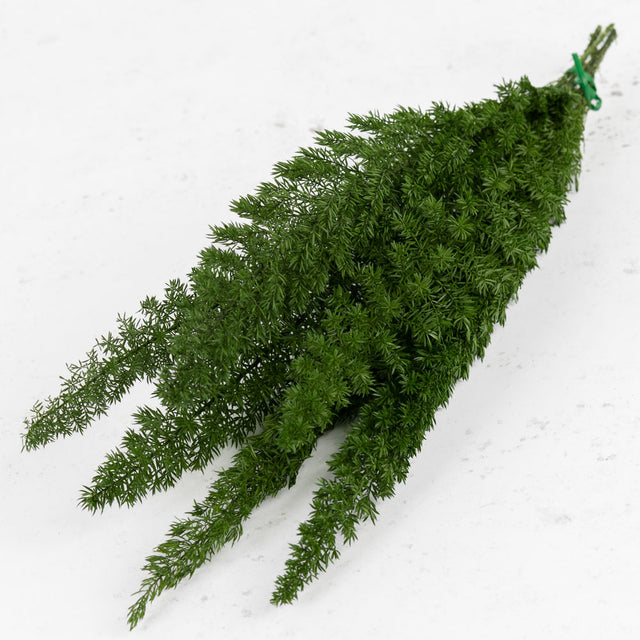 Foxtail Fern, Preserved, Green