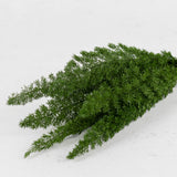 Foxtail Fern, Preserved, Green