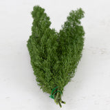 Foxtail Fern, Preserved, Green