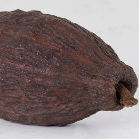 Cacao Pod, Natural, 12-18cm, Bag of 10