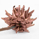 Dried Cynara Bronze 12-20cm Per Stem