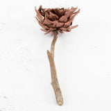 Dried Cynara Bronze 12-20cm Per Stem