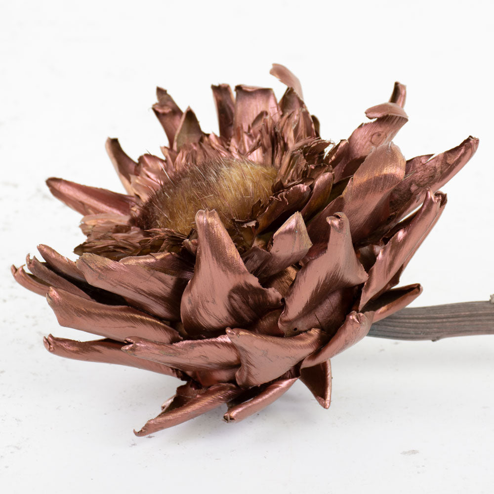 Dried Cynara Bronze 12-20cm Per Stem