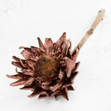 Dried Cynara Bronze 12-20cm Per Stem