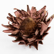 Dried Cynara Bronze 12-20cm Per Stem