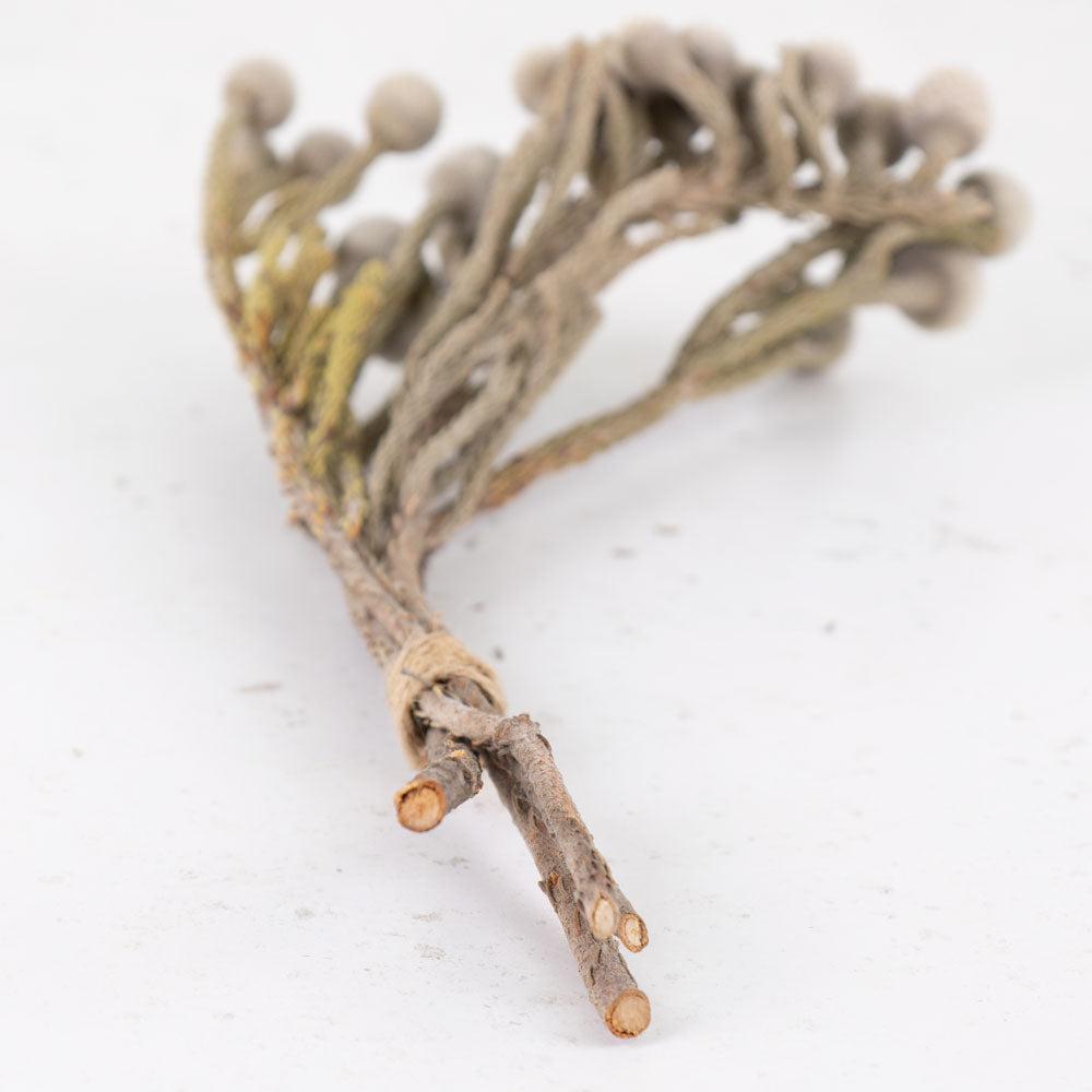Brunia, Natural Silver, Bunch x 3 stems