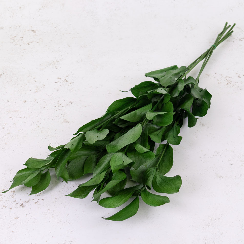 Ruscus, Preserved, Green, 6 Stem Bunch