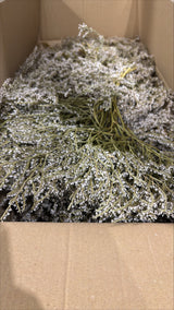 Statice tatarica, Dried, Natural Green, 2kg Box