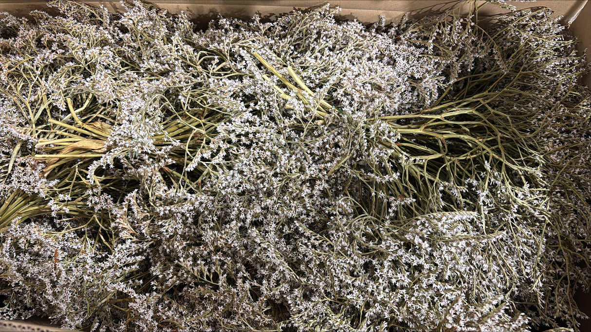 Statice tatarica, Dried, Natural Green, 2kg Box